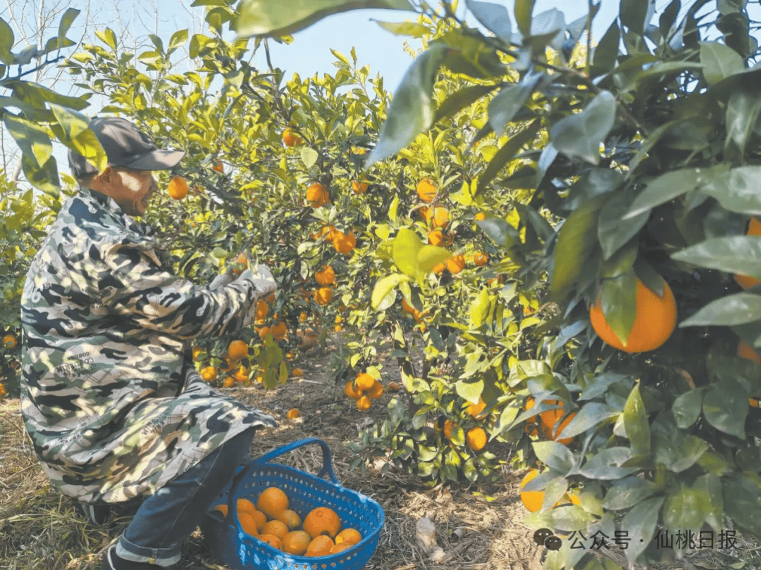 看千亿之城仙桃的马年新气象九游会j9ag开局起步！(图5)