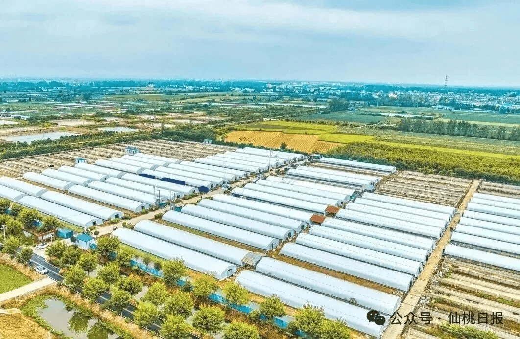 看千亿之城仙桃的马年新气象九游会j9ag开局起步！(图10)